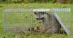 Raccoon Trapping Removal