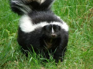 Skunk Control Removal Eagar AZ