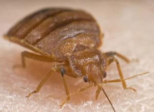 How Bed Bugs Appear Or Look