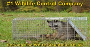 White Mountain Animal Control On Facebook
