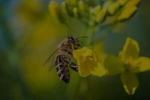 Bee Boxes Attract Pollinators